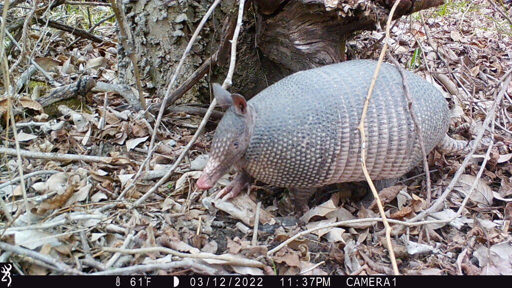 Nine-banded armadillo photographed by a trail camera