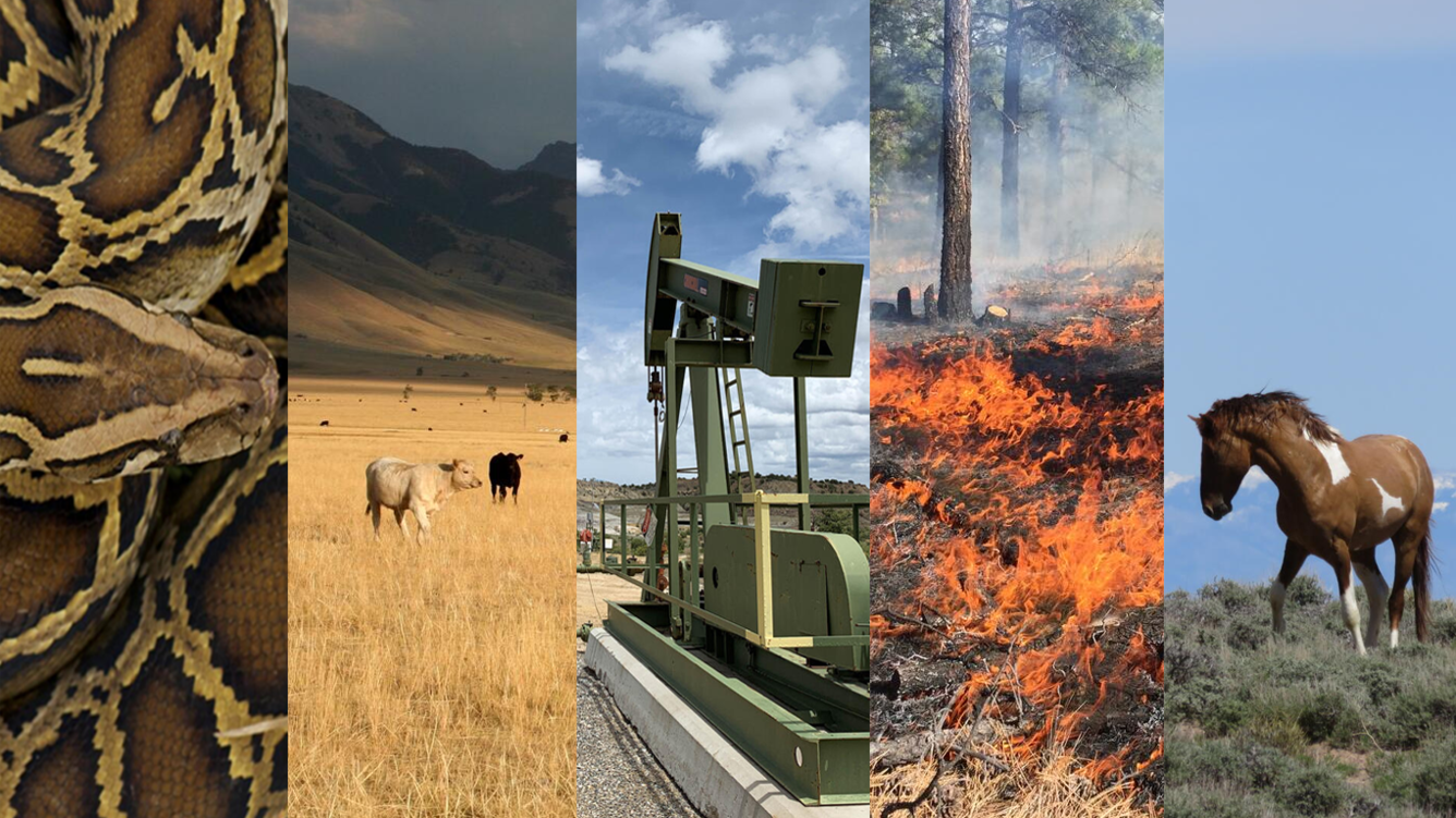 images left to right of a snake, cows in a field, oil rig, fire in forest, and a horse