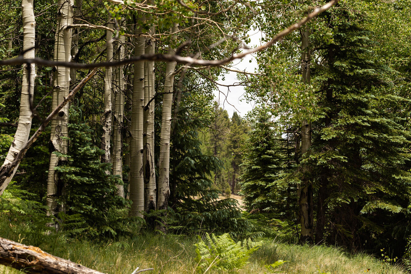 Aspen and conifer trees on Mt. Baldy, AZ