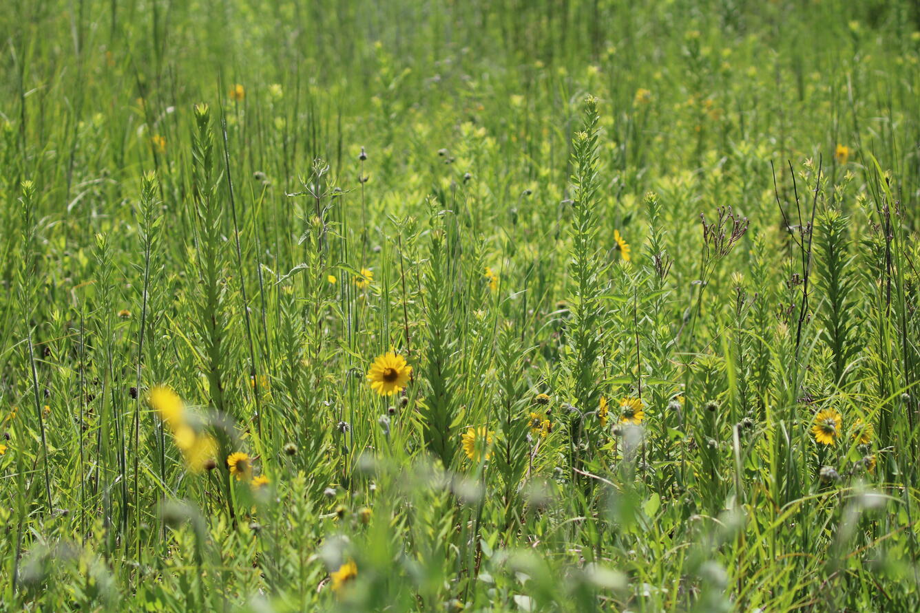 Coastal prairie at WARC Lafayette, LA