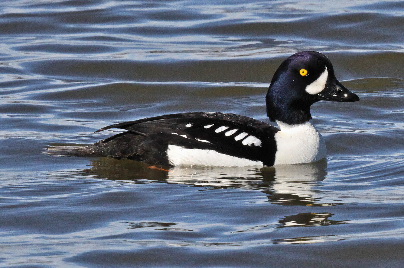 Black and white duck with purple head and white, crescent shaped cheek patch.