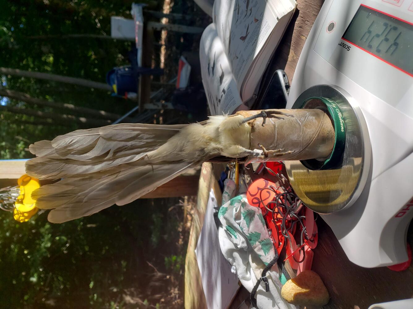 A banded bird placed in a cup on a scale.