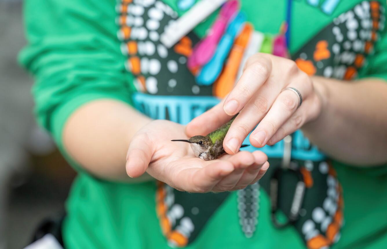 A bird biologist holds a banded ruby-throated humming in their hand. 