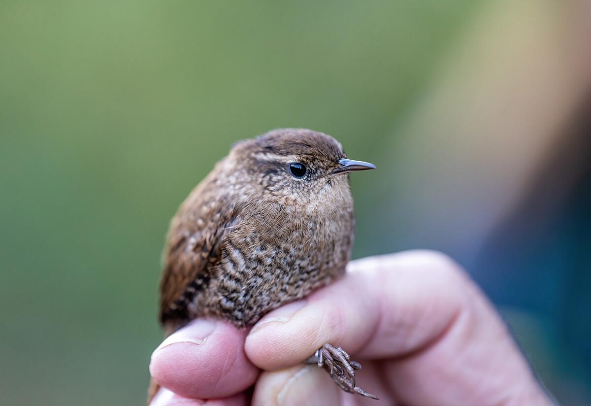 A small round bird in the hand, with mottled brown and white feathers