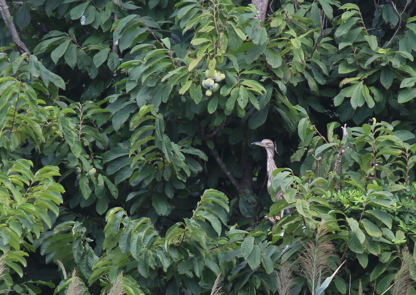 a brown and white streaked heron pokes its head out of a cluster of tree branches