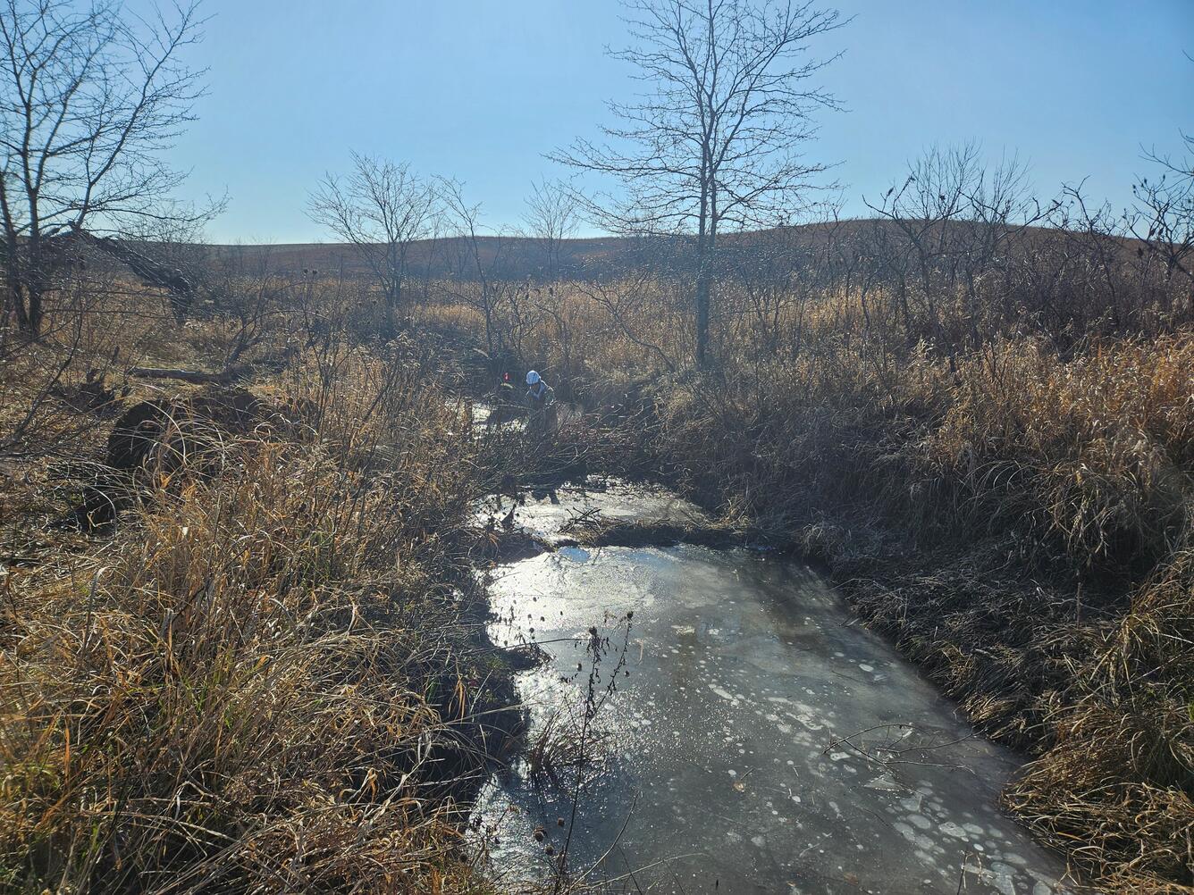 Beaver dam analogue in a small north Missouri stream holding back water and sediment.   