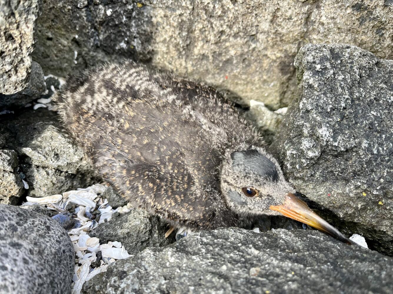 Young chick camouflaged as it lays low among gray/white rocks. Feathers blend in, only color is light orange and black bill. 