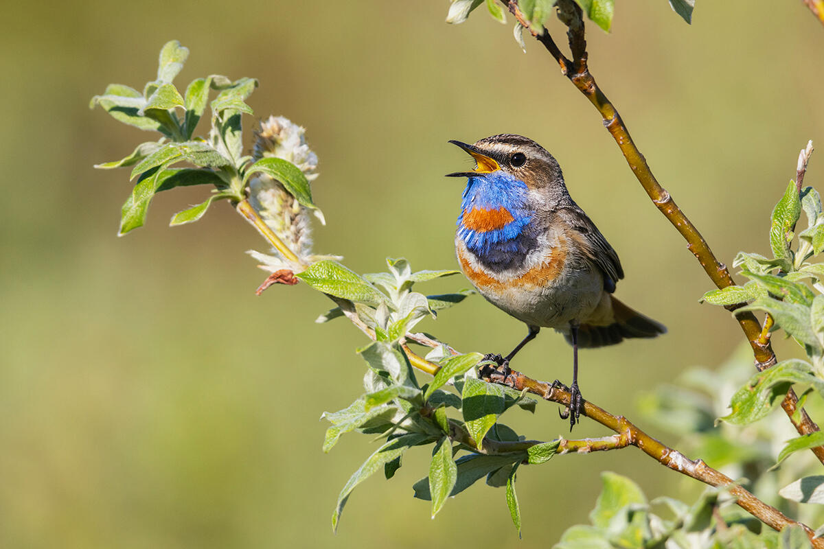 Bluethroat on the Seward Peninsula in Alaska