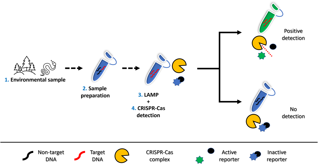  A flow chart demonstrating the steps in detecting environmental DNA using a combined LAMP-CRISPR-Cas assay 