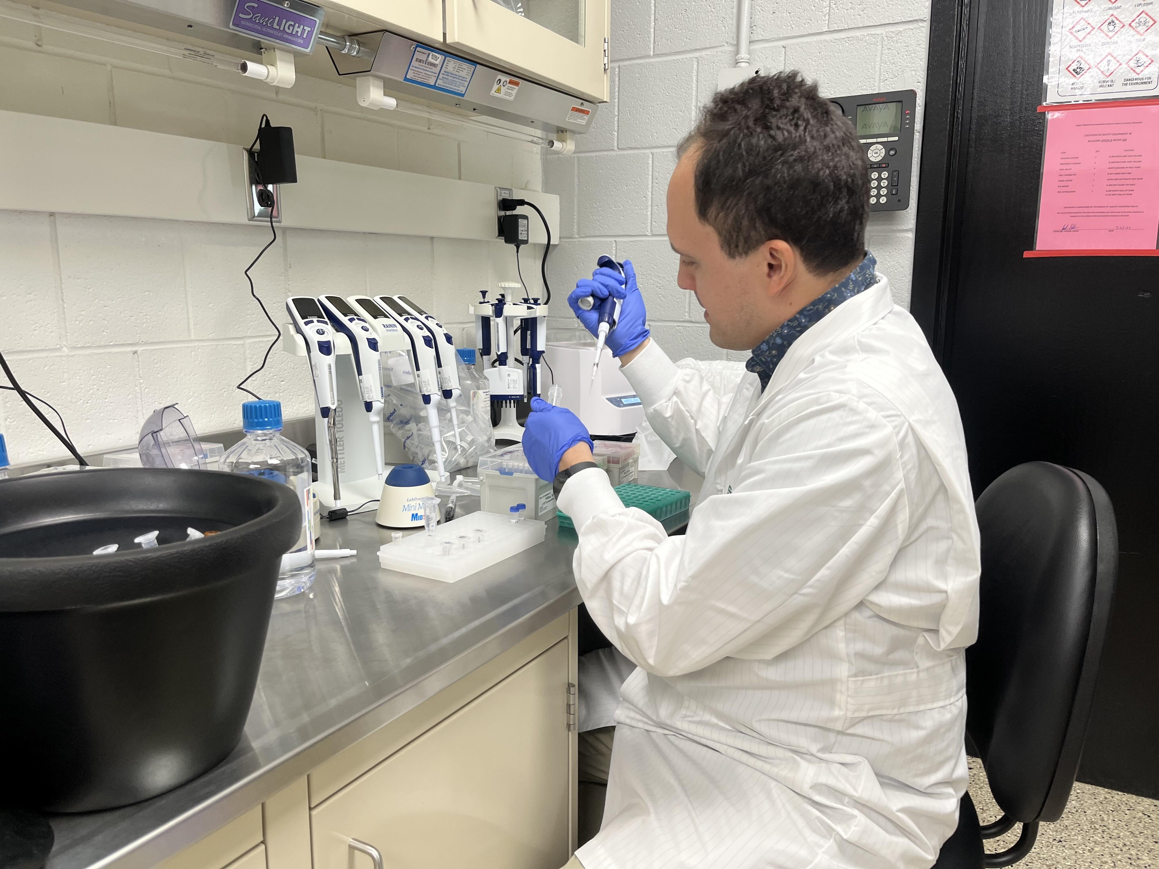 Researcher in a white lab coat sits at a bench in a laboratory using pipettes. 