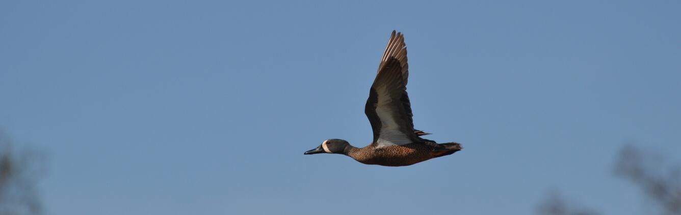 A brown duck with a black head and beak and a diagonal white stripe near its beak flies
