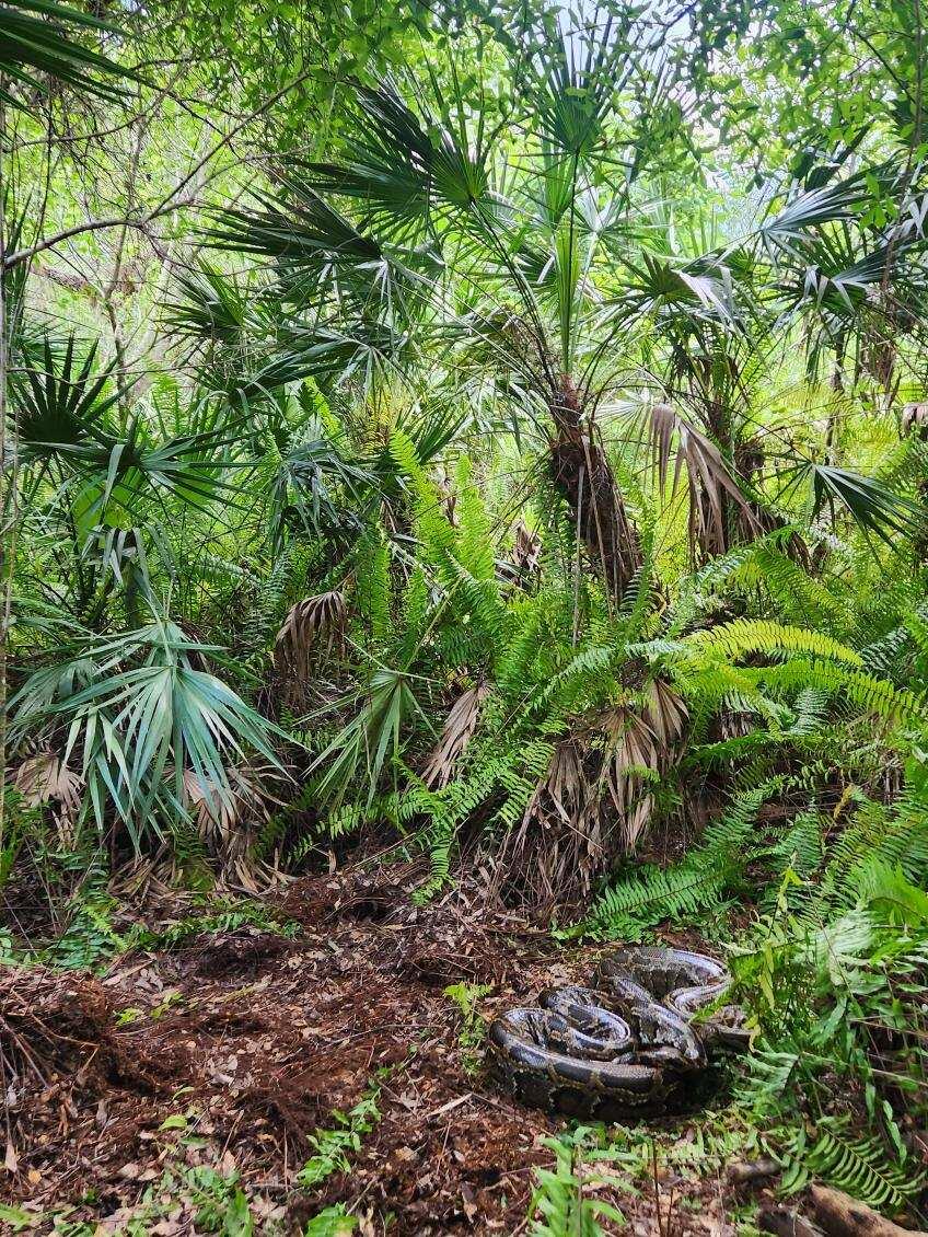 a large python sits on the forest floor with ferns and tropical trees above it