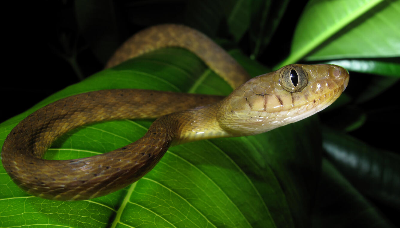 Photo of a brown snake slithering along a green leaf