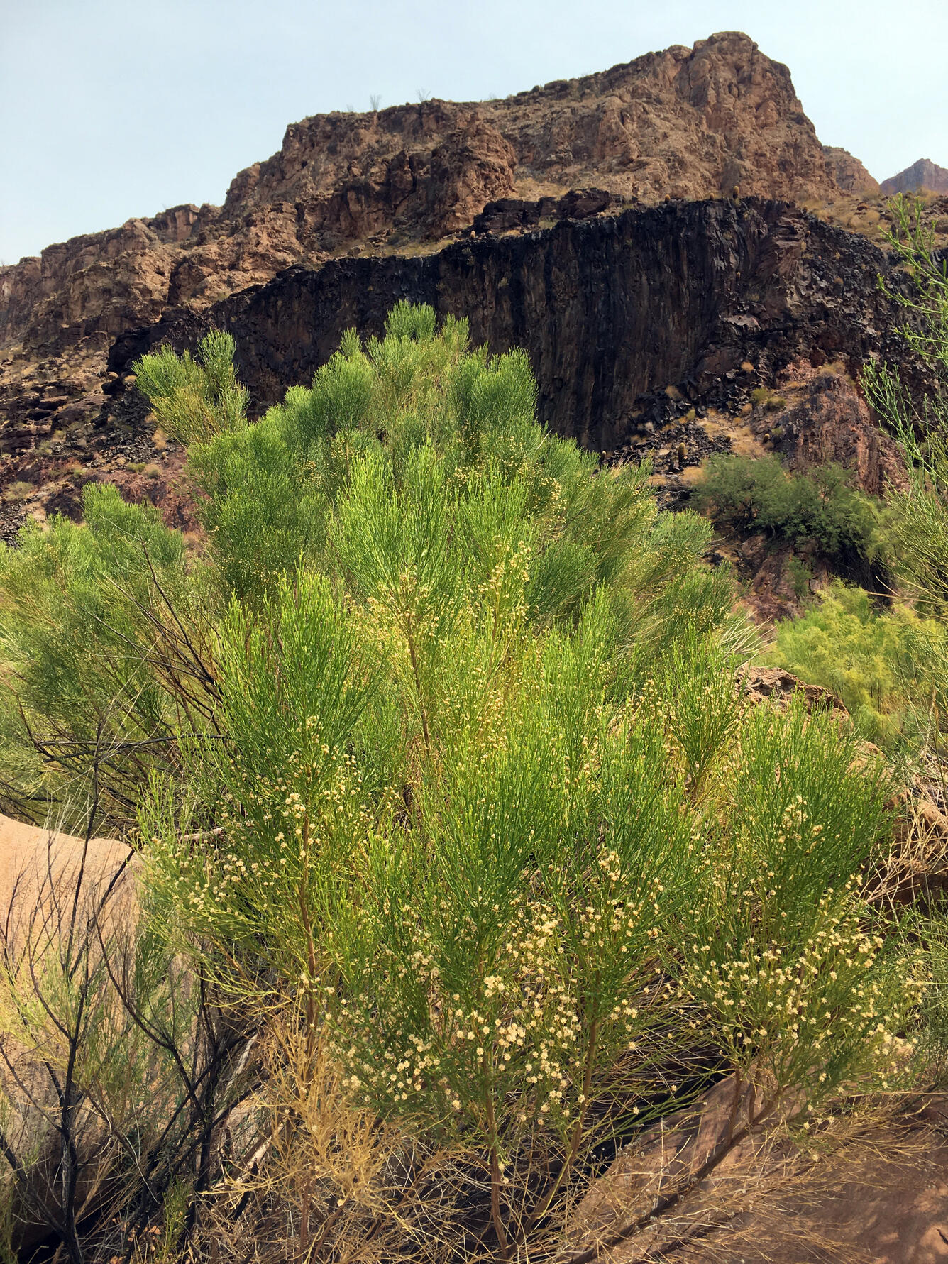 A green desert shrub with a few tiny white flowers grows out of a sandy area in Grand Canyon with red rock in the background