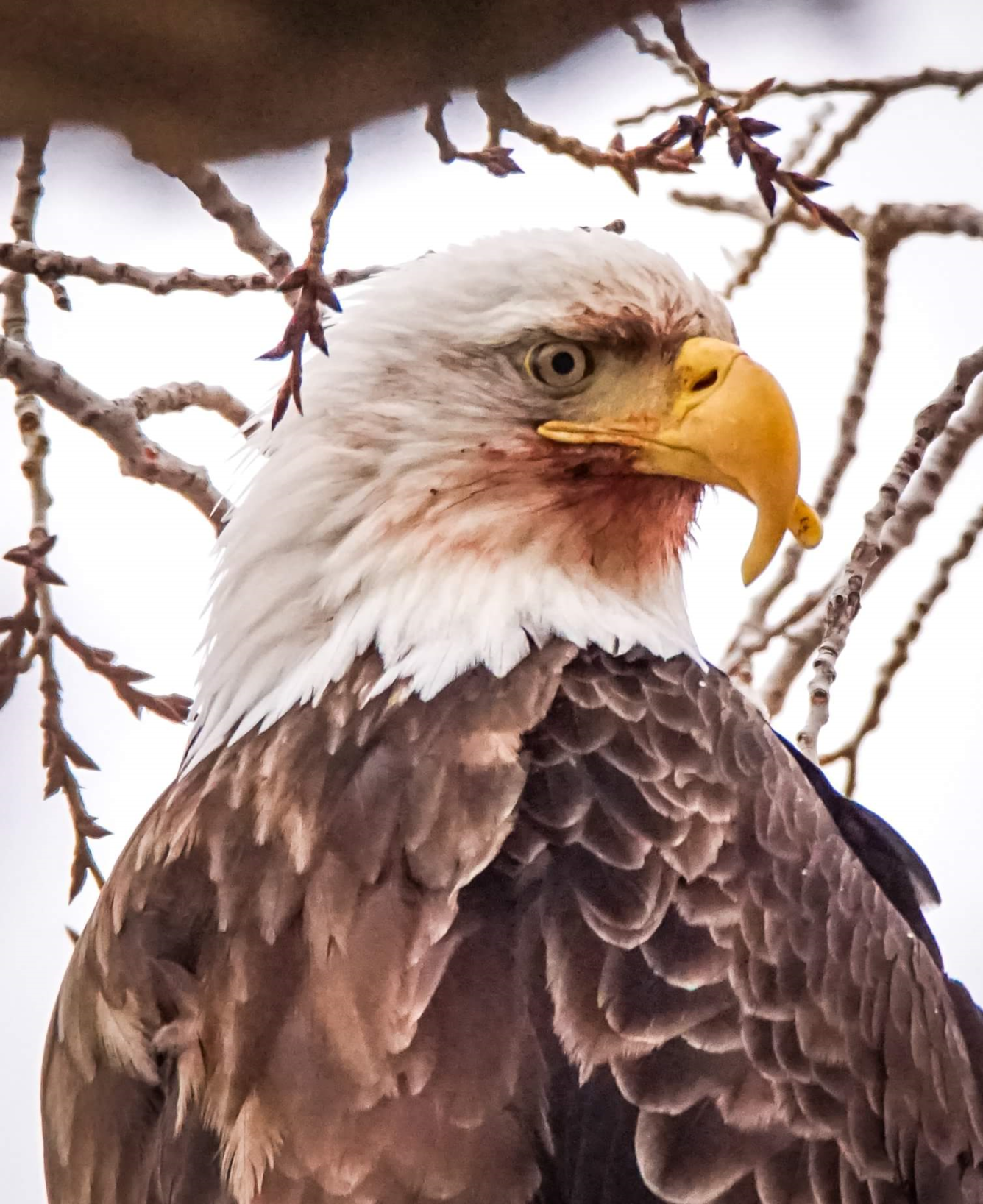 Eagle with white head and crossed bill.