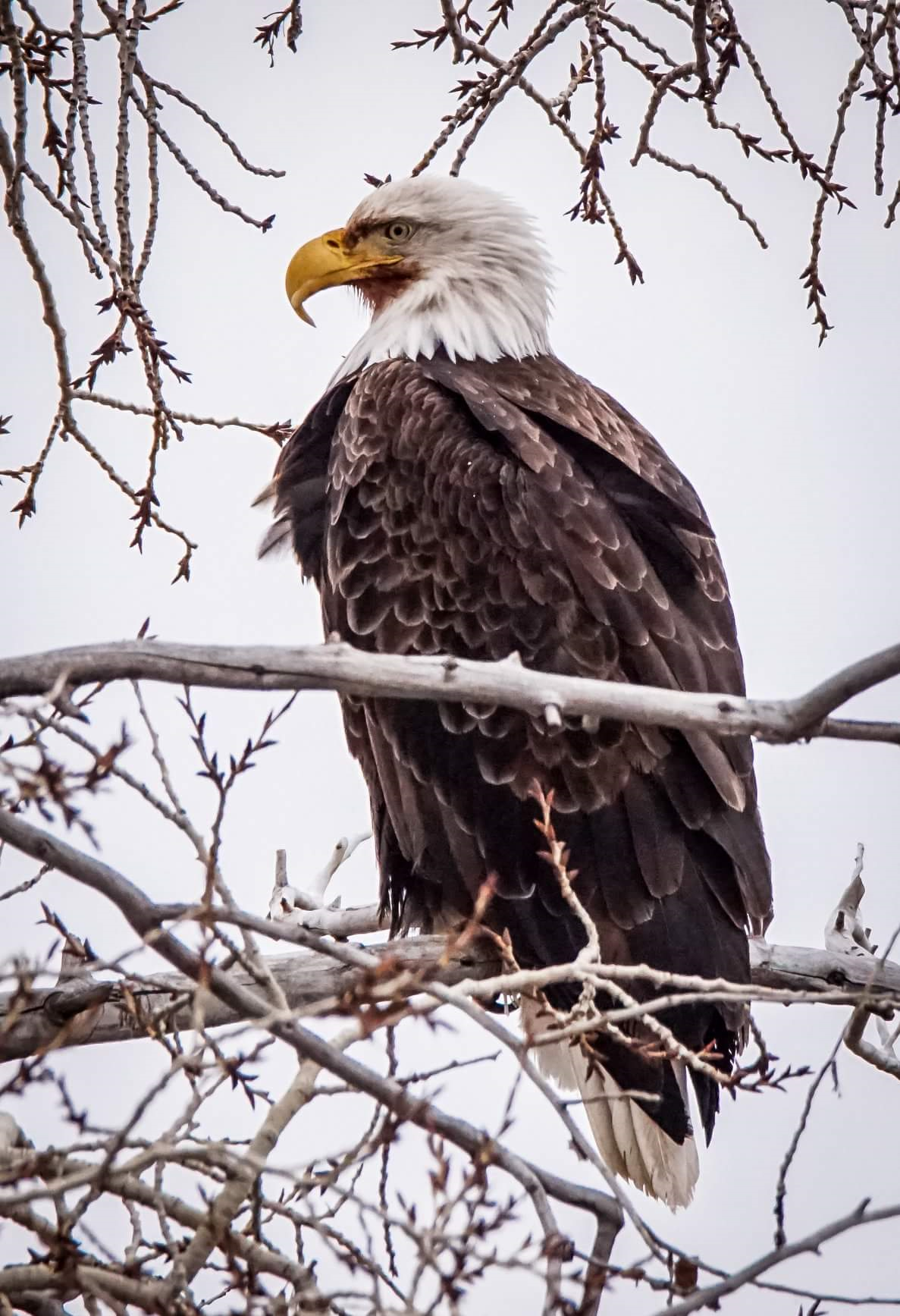 Eagle with white head and elongated bottom bill.