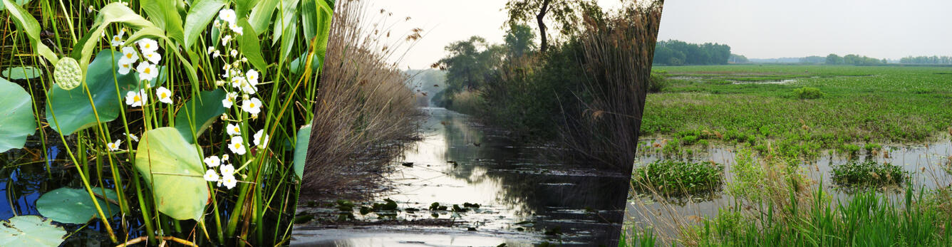 Wetlands Collage