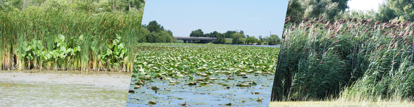 Wetlands Collage