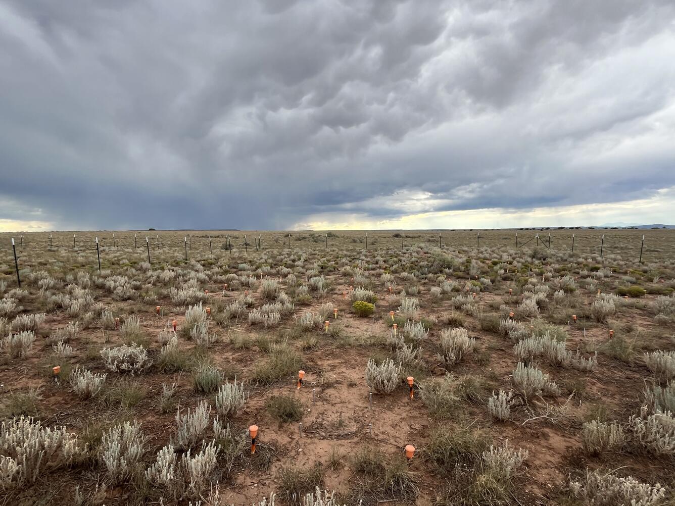 A field of native plants under a cloud filled sky in Northern Arizona grasslands/rangelands