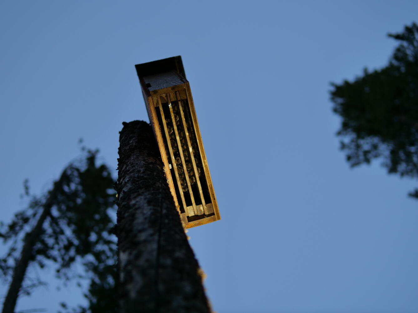 View of the underside of a wooden bat box, with bats tightly packed roosting inside