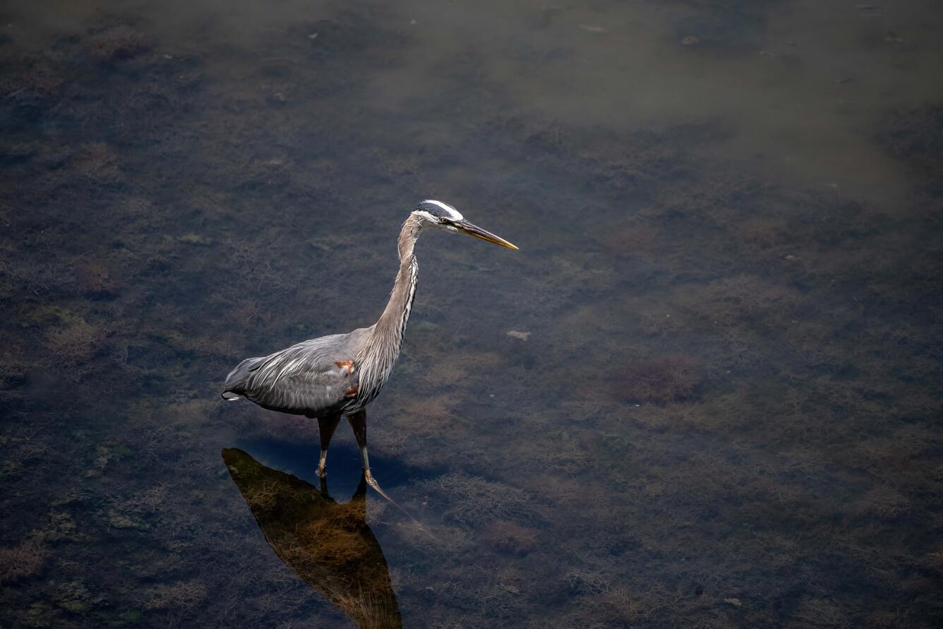 A tall bird with a long neck wades in shallow watter. The bird has grey feathers and a long beak. 