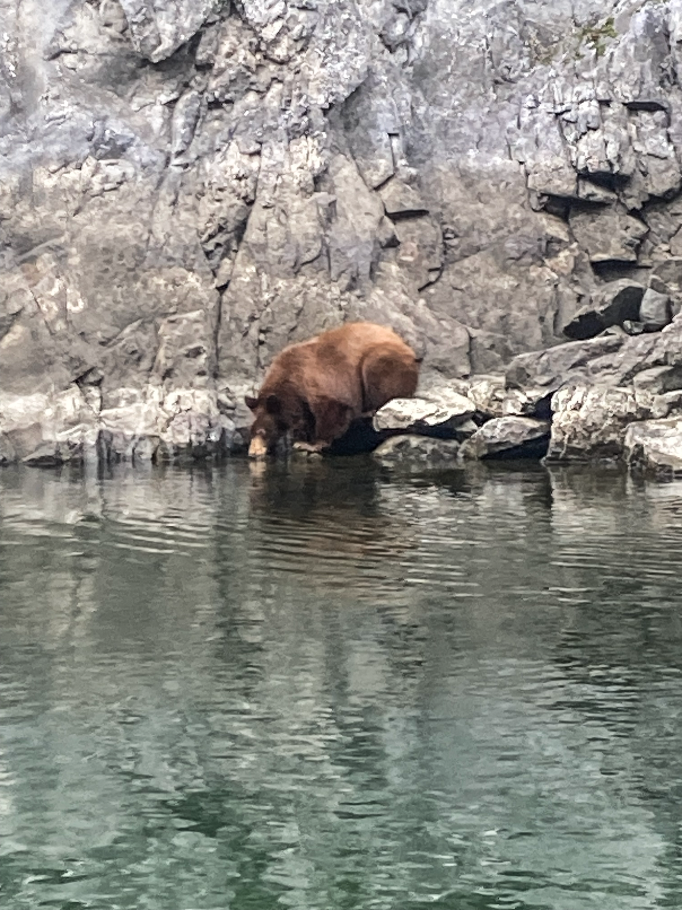 bear drinking in the upper reach Snake River