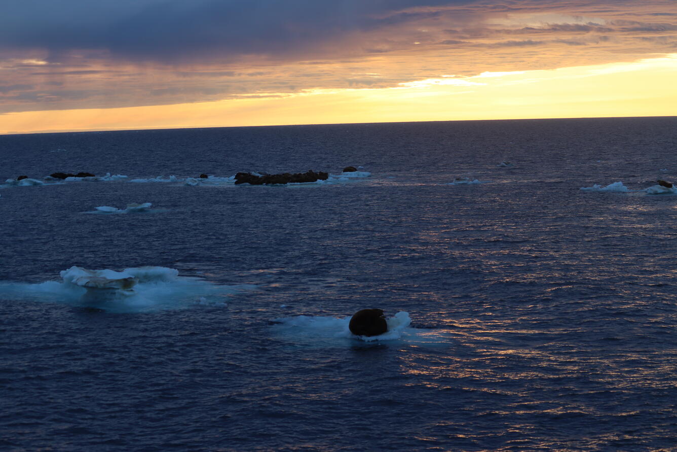 Walrus resting on sea ice and the sun rising in the background.