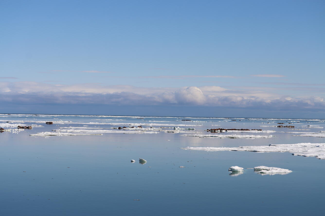 Walrus on ice flows with dark clouds in the background.