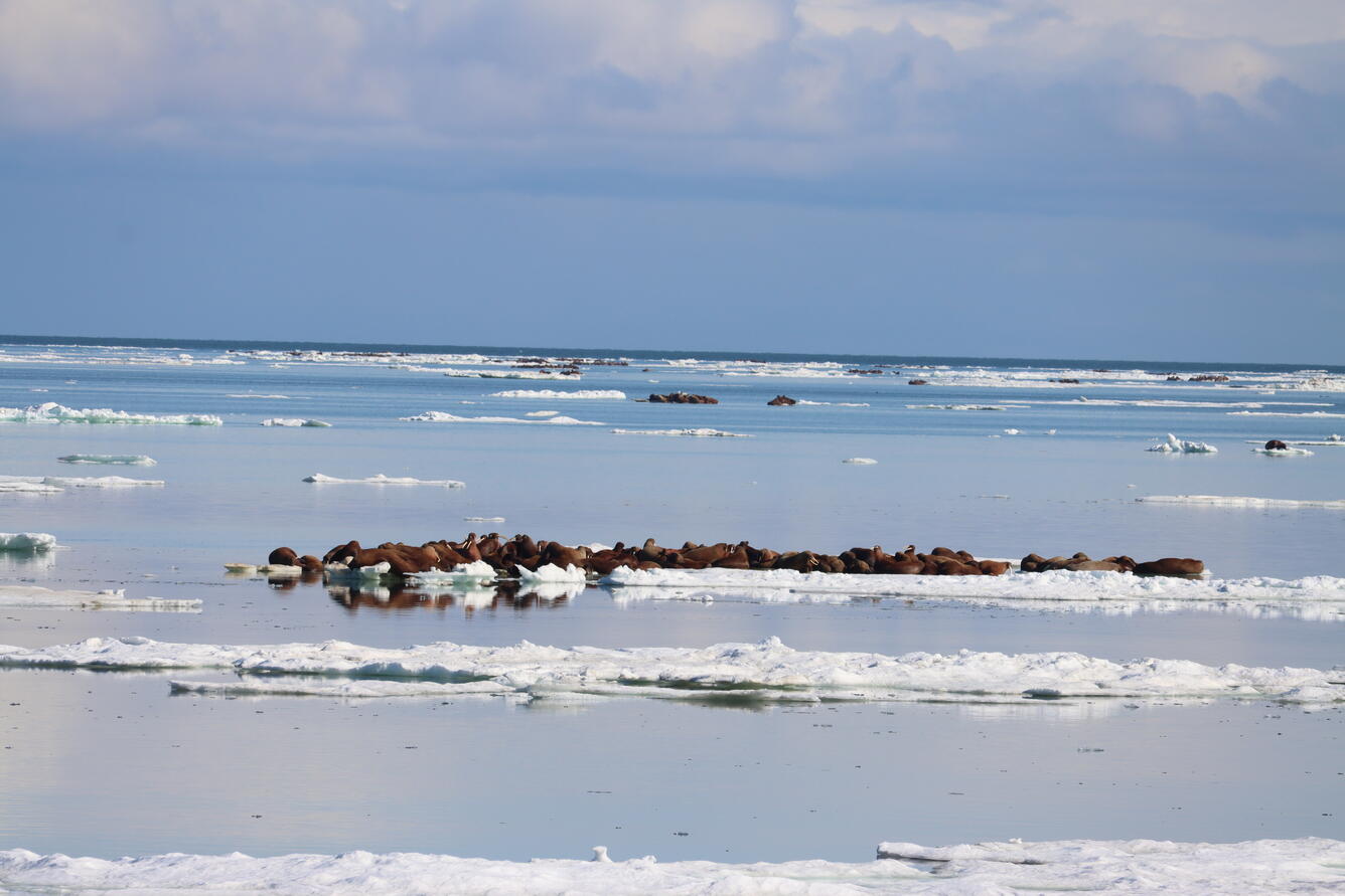 Group of brown walrus on an ice flow.