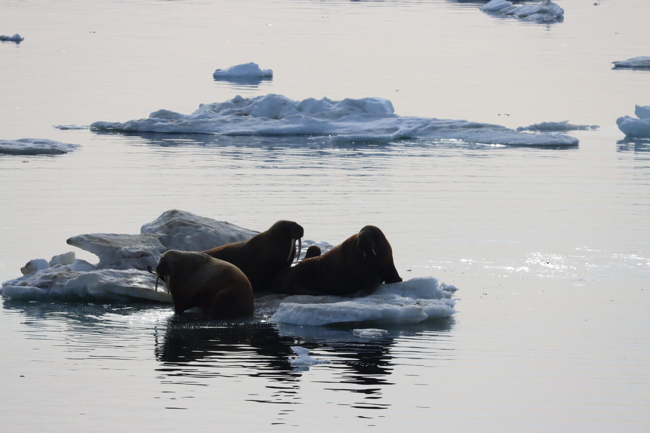 Three walruses laying on sea ice.