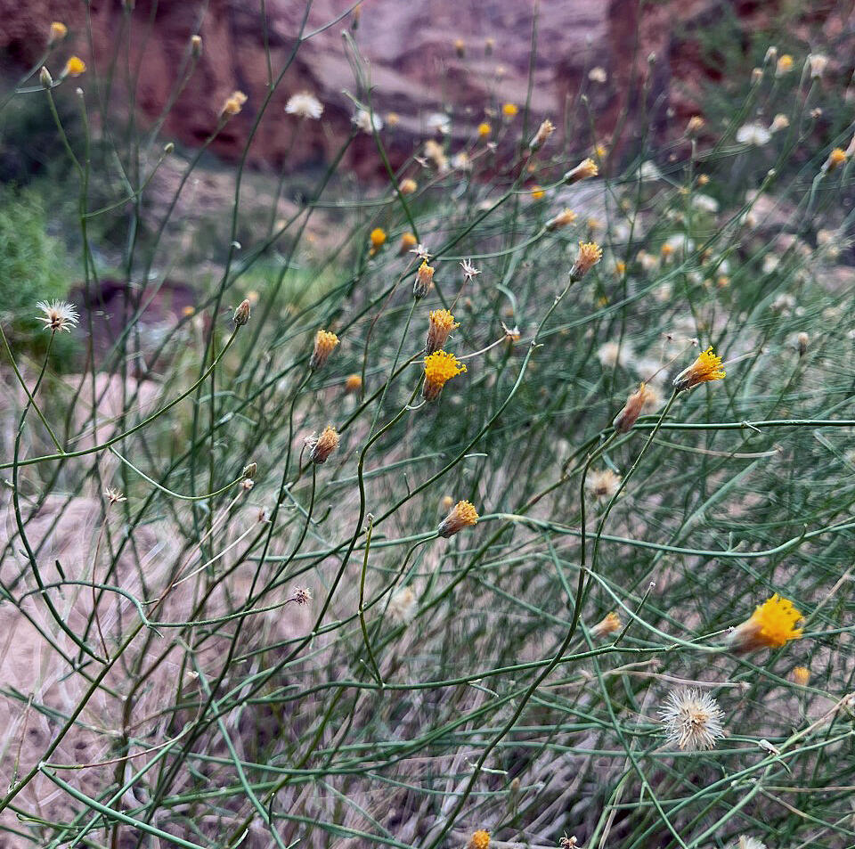 A plant called Bebbia with yellow flowers ending on thin green stalks growing in a sandy area in western Grand Canyon