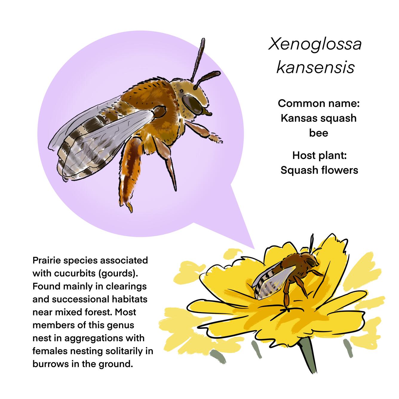 An infographic about the Kansas Squash Bee