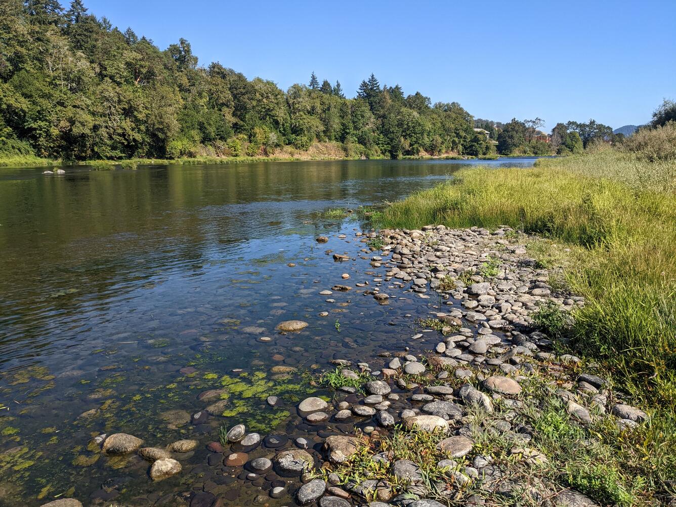 Low water flows over loose cobbles and gravel with grasses on the riverbank. Far bank is tree lined.