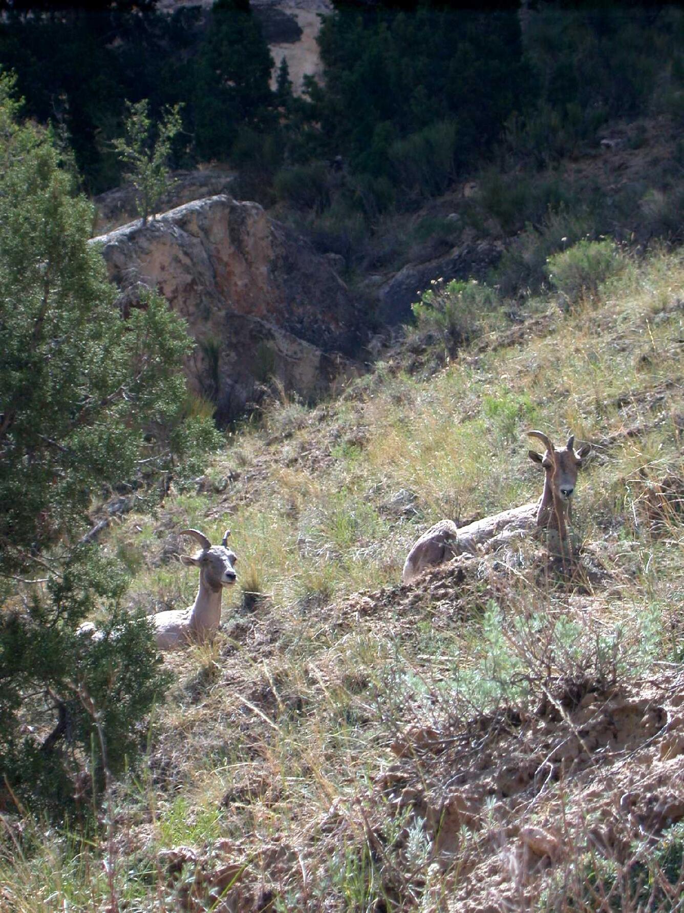 Two bighorn sheep laying down in a steep-slopped prairie