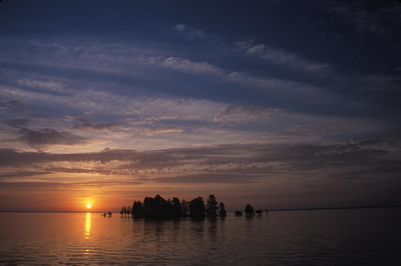 An island of baldcypress trees at sunset in North Carolina.
