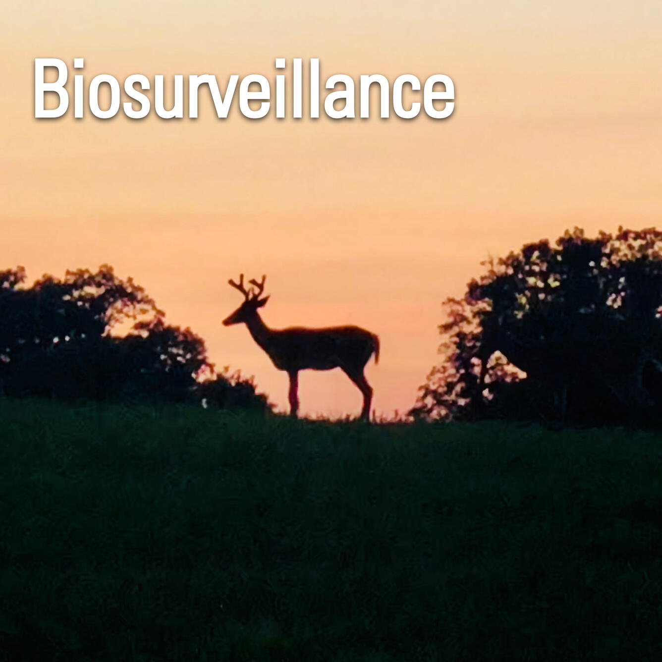 title card biosurveillance