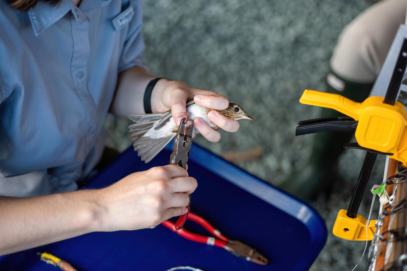A scientists uses pliers to attach a small band to the leg of a bird