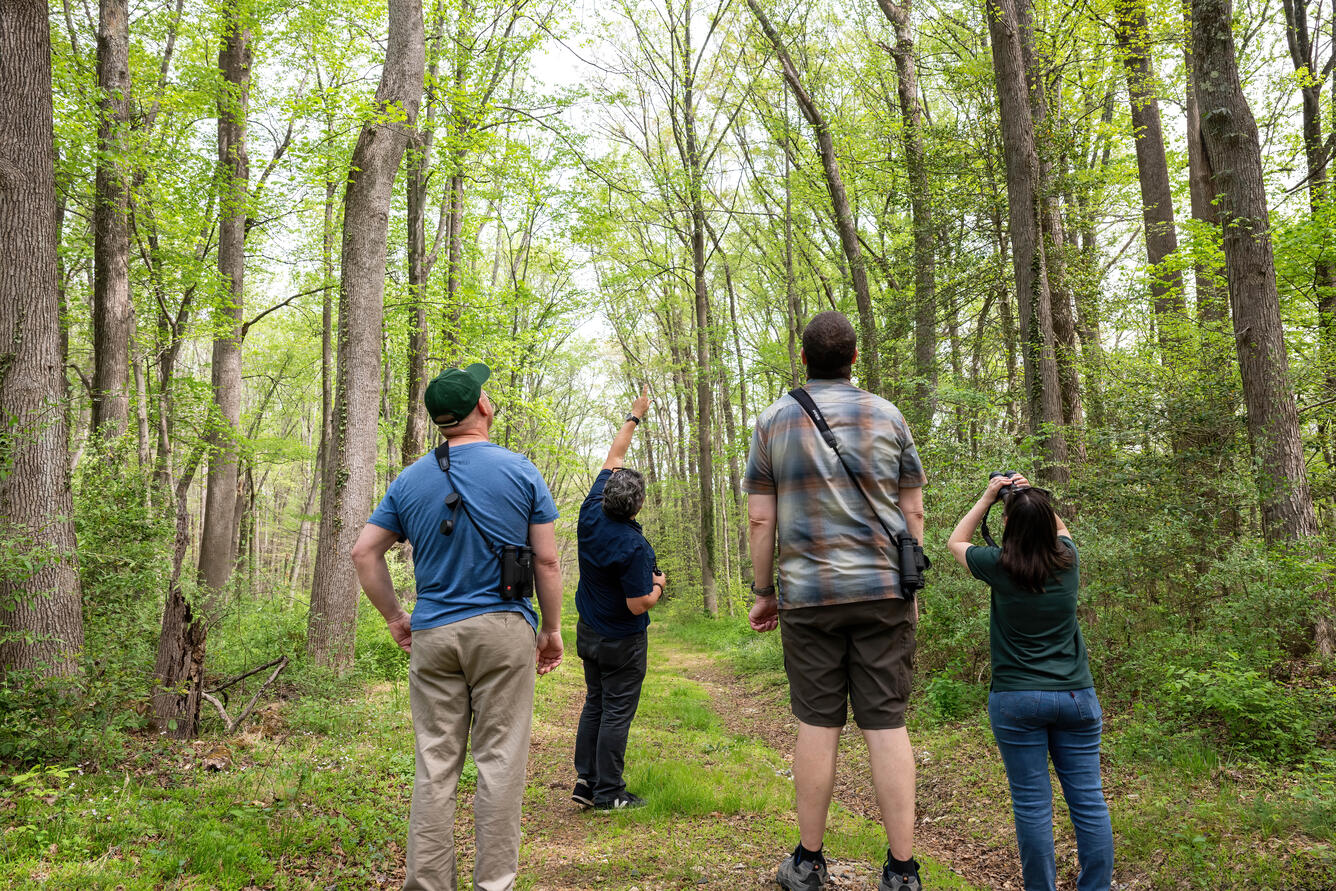 four birdwatchers in a forest, one person is pointing at a bird while others look 