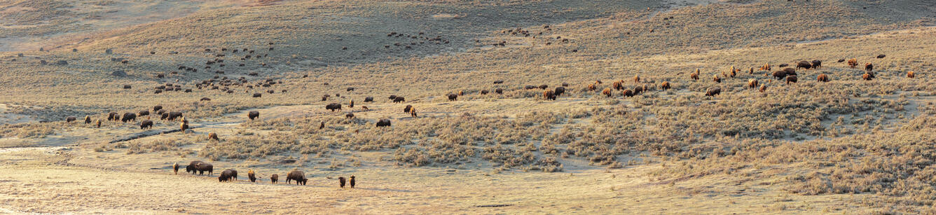 a large herd of bison graze along a browned hillside