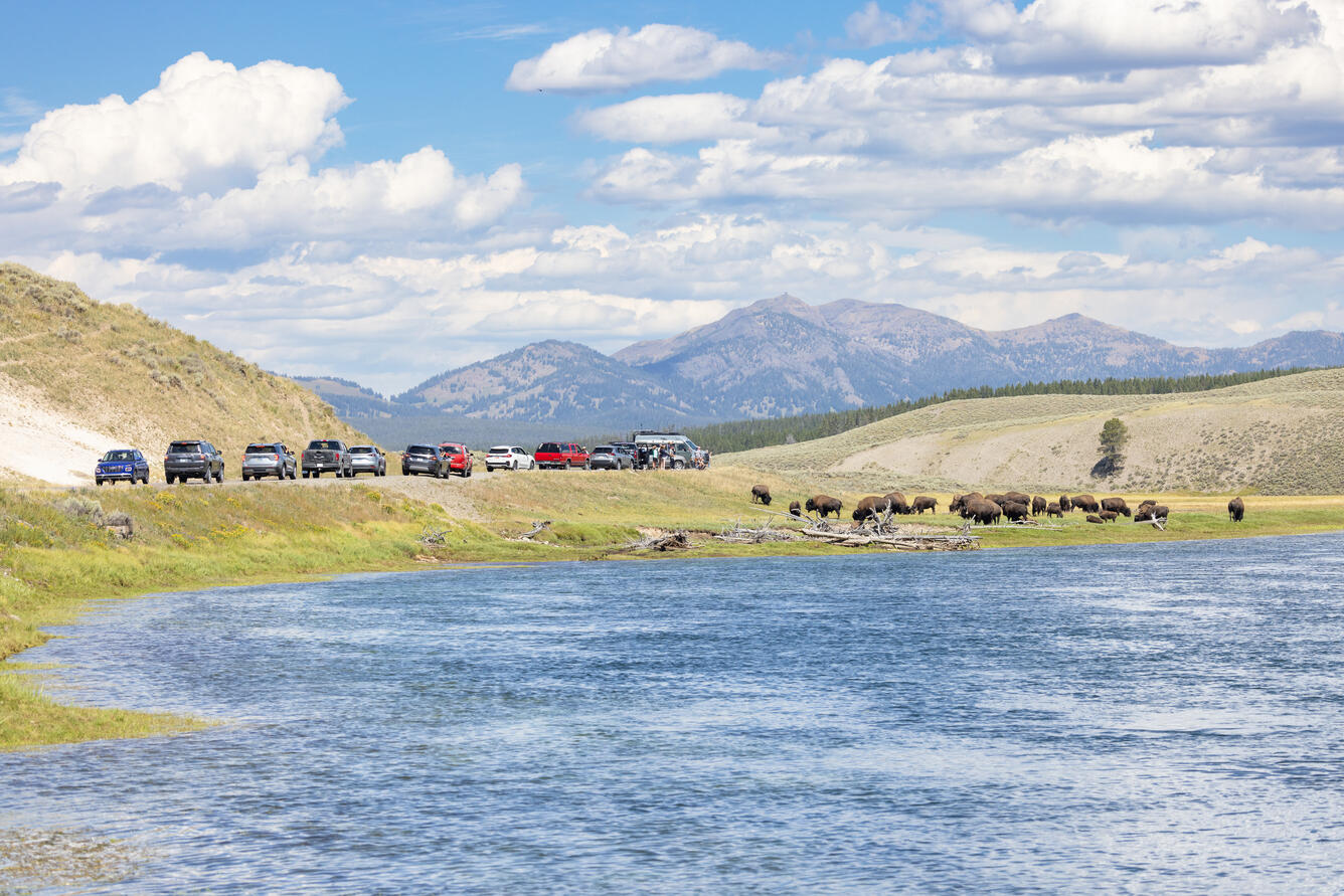 cars line up along the edge of a field, some people stand outside of cars, below, bison graze next to a river