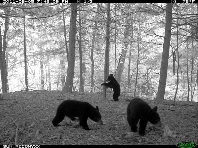 Black bears spotted on a trail camera