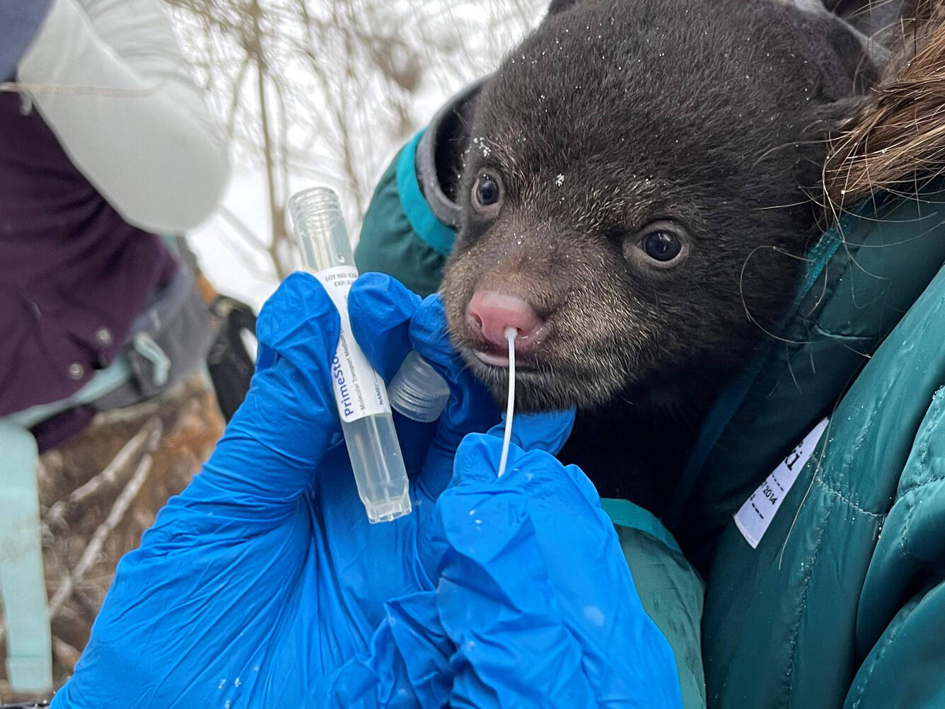 Black cear cub is sampled for SARS-CoV-2 surveillance