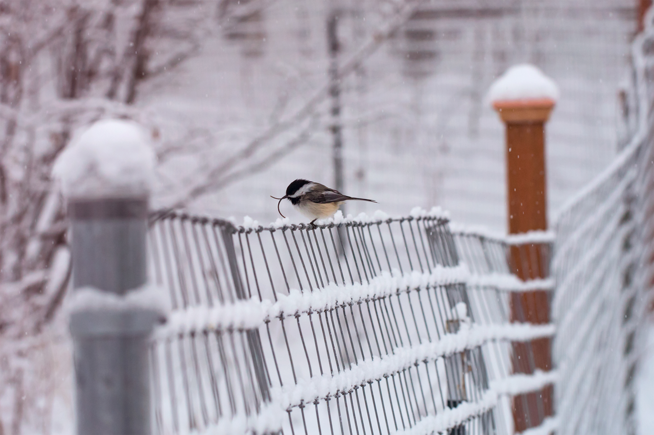 Black, white, and tan bird with elongated bill on a wire fence.