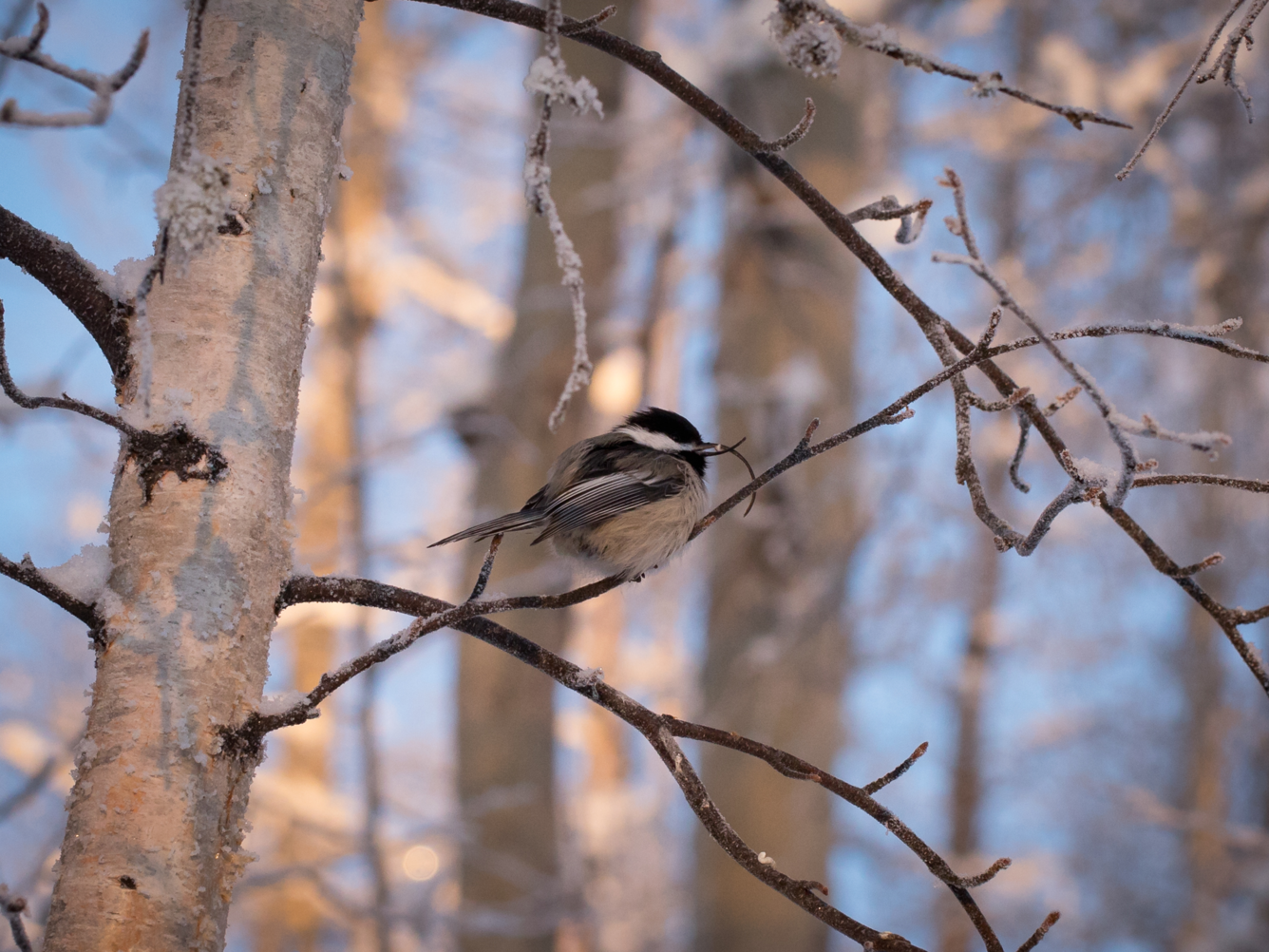 Black, white, and tan bird with an elongated bill sitting in a birch tree