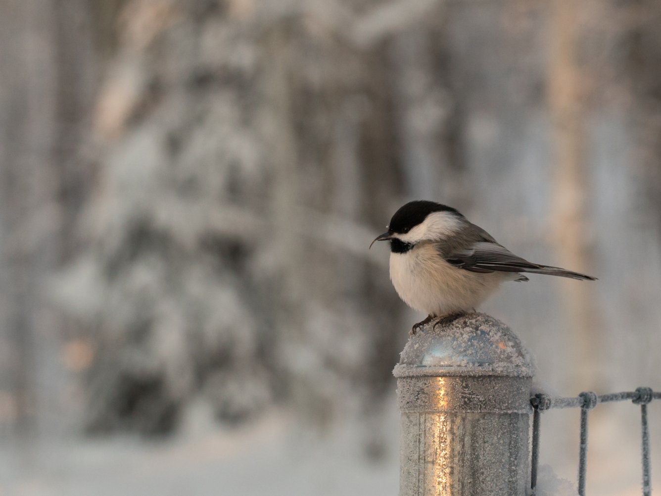 Black, white, and tan bird with elongated upper bill.