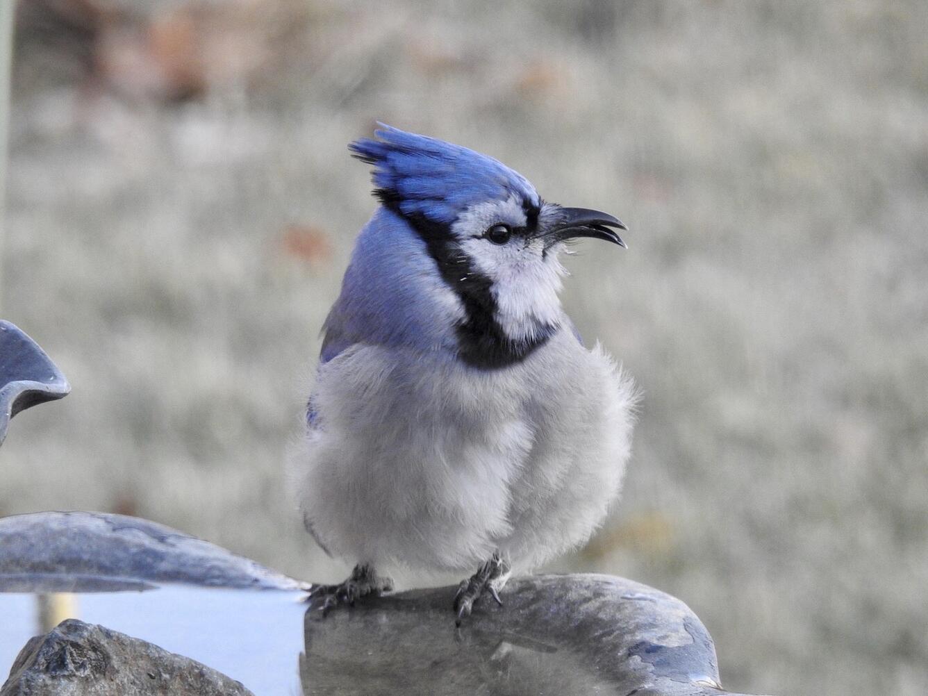 Blue, white, and grayish bird with a beak deformity perched on the edge of a bird bath