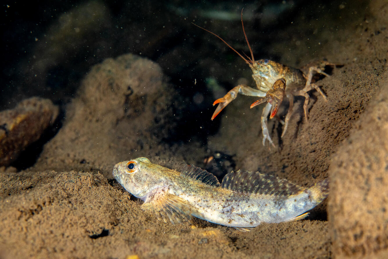 Blue Ridge sculpin upon their release in Big Hunting Creek within Catoctin Mountain Park in Maryland