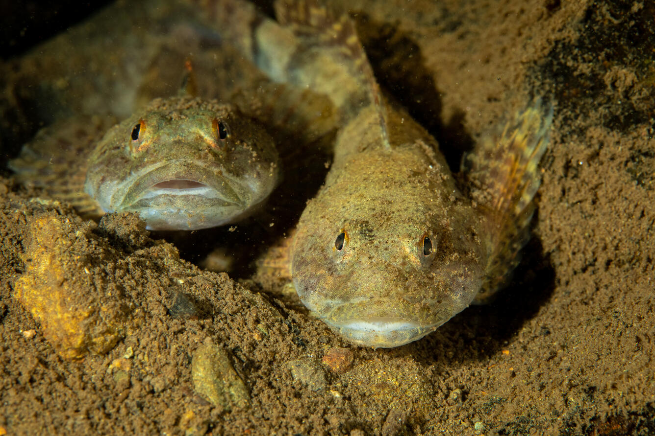 Blue Ridge sculpin upon their release in Big Hunting Creek within Catoctin Mountain Park in Maryland