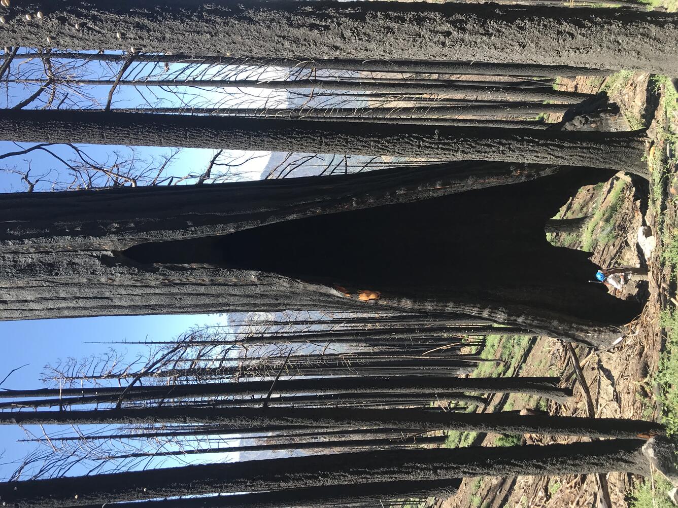 scientist stands in front of a severely burned and dead giant sequoia