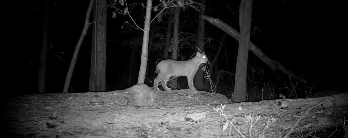 Bobcat spotted on a trail camera in New York